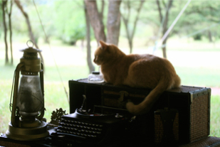 Cat and typewriter