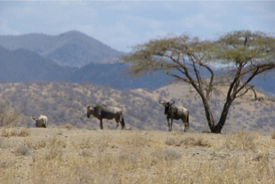 Wildebeest