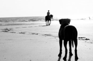 Dog and horse on beach